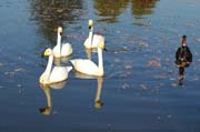 Vier plus eins: Singschwäne und Schwarzschwan im Fulwellpark