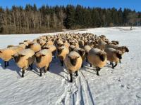 Zu allen Jahreszeiten zieht Aasen Schäfer Oliver Schwab mit seiner Schwarzopf-Schafsherde über die Baar: Als Leithammel und als Seelenfischer.