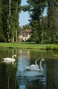 Singschwäne vor der Kulisse von Schloss Fulwellpark