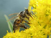 Kraft tanken: Die Bienen nehmen die erste Nahrung von den Frühlings-Blühern auf