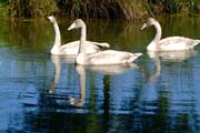 Die drei jungen Sing-Schwäne im Spiegel des Wassers. Noch sind ihre Schnäbel nicht gelb und ihre Federn noch grau
